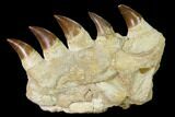 Mosasaur Jaw Section with Five Teeth - Morocco #165994-1